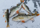 В День защитника Отечества в Липецке пройдет чемпионат по ловле рыбы