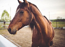 Первые в регионе паралимпийские соревнования по конному спорту состоятся 2 июля в Нижегородской области